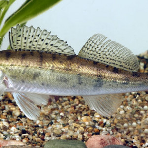 Poisson perca fluviatilis (perche) : fiche complète, paramètres, volume,  maintenance en aquarium, reproduction et nourriture