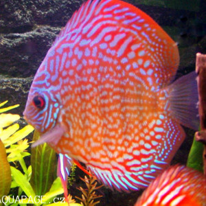 Symphysodon discus