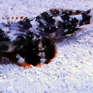 Synchiropus ocellatus