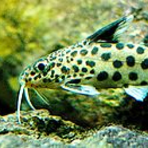 Synodontis arnoulti