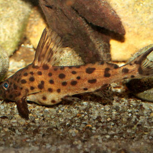 Synodontis camelopardalis