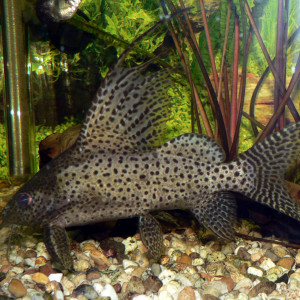 Synodontis euptera