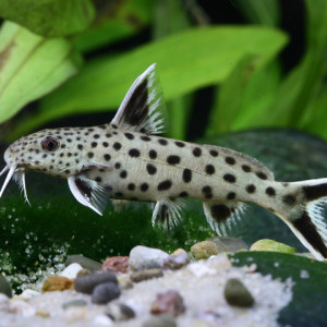 Synodontis lucipinnis