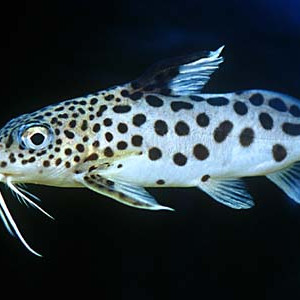 Synodontis multipunctata