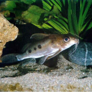 Synodontis notatus