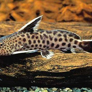 Synodontis petricola