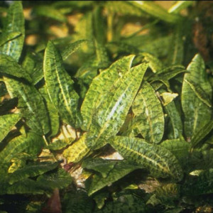 Cryptocoryne bullosa