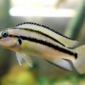 Telmatochromis vittatus