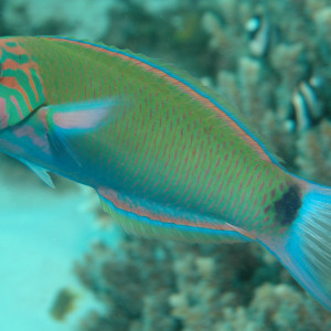 Thalassoma lunare