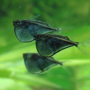 Thoracocharax securis