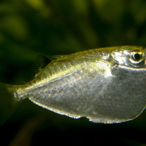 Thoracocharax stellatus