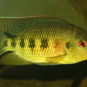 Tilapia mariae