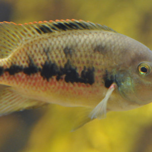 Tomocichla sieboldii 