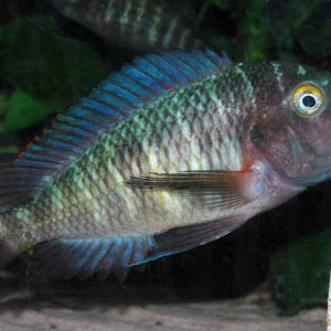 Tropheus kasabae