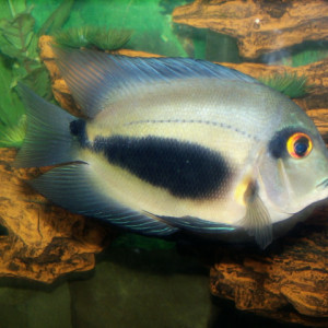 Uaru amphiacanthoides