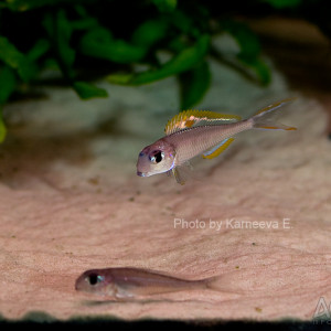 Xenotilapia nigrolabiata