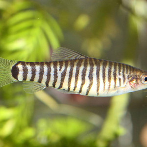 Yunnanilus cruciatus