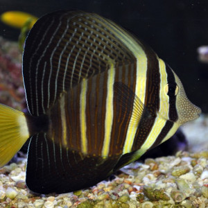 Zebrasoma veliferum