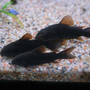 ZZ Corydoras sp.aeneus "black  Venezuela"