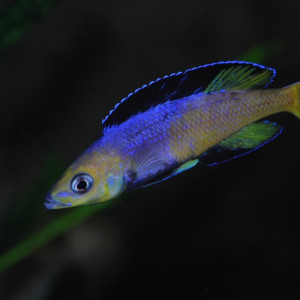 ZZ Cyprichromis sp. jumbo