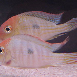 ZZ Geophagus sp. red head