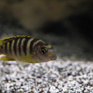 ZZ Labidochromis sp. perlmutt