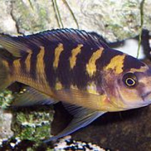 ZZ Pseudotropheus sp. "Deep Tanzania"