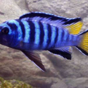 ZZ Pseudotropheus sp. elongatus mpanga