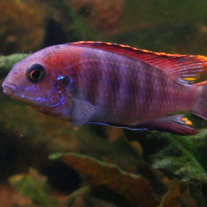ZZ Tropheops sp. Macrophtalmus Chitimba