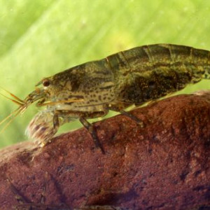 Atyoida bisulcata