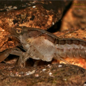 Cambarellus chapalanus