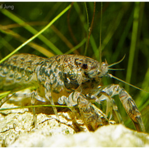 Cambarellus schmitti