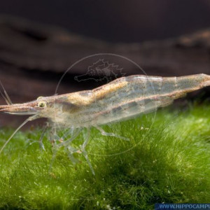 Caridina brevicarpalis brevicarpalis