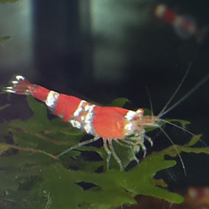 Caridina cf. logemanni