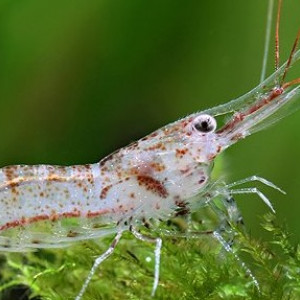 Caridina ensifera