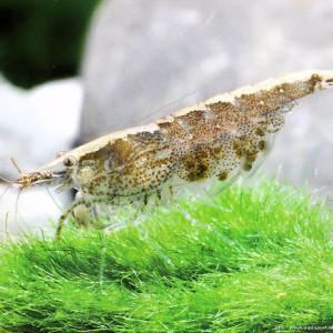 Caridina fernandoi