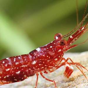 Caridina glaubrechti