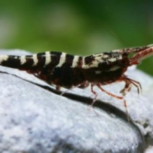 Caridina holthuisi