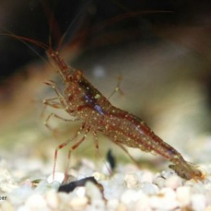 caridina longidigita