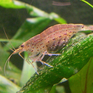 Caridina multidentata (ex Caridina japonica)