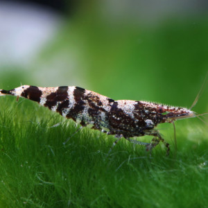 Caridina serratirostris