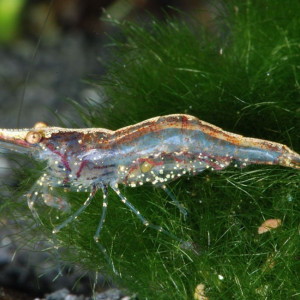 Caridina simoni