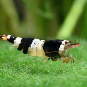 Caridina sp. bee