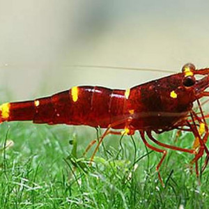 Caridina spinata 