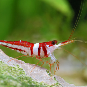 Caridina woltereckae