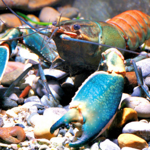 Cherax boesemani