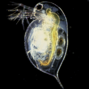 Daphnia pulex