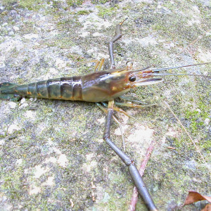 Macrobrachium lanchesteri - Crevette Fantôme