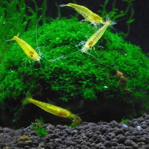 Neocaridina davidi var. yellow