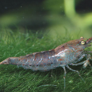 Neocaridina palmata